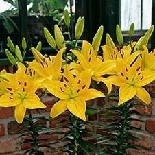 Lilium Asiatic 'Happy Sun' (Ships in Spring) 