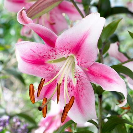 Lilium OT Hybrid 'Anastasia (Ships in Spring) 