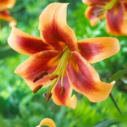 Lilium OT Hybrid 'Debby' (Ships in Spring) 