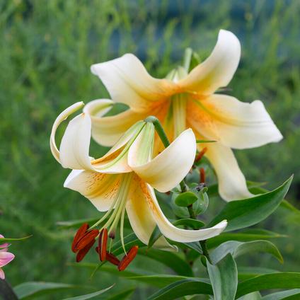 Lilium OT Hybrid 'Mister Cas' (Ships in Spring) 