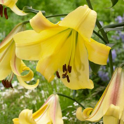 Lilium OT Hybrid 'Rising Moon (Ships in Spring) 