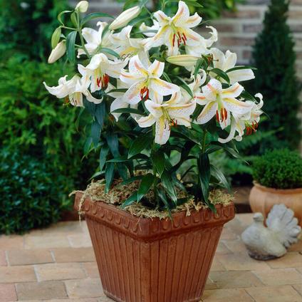 Lilium Oriental 'Garden Party ' (Ships in Spring) 