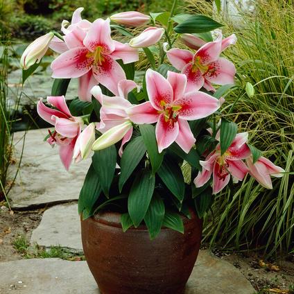 Lilium Oriental 'Mona Lisa' (Ships in Spring) 
