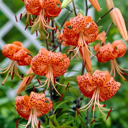 Lilium Tiger 'Lancifolium-Splendens' (Ships in Spring) 