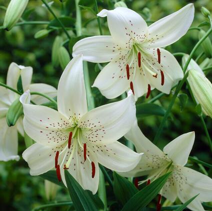Lilium Tiger 'White Twinkle' (Ships in Spring) 