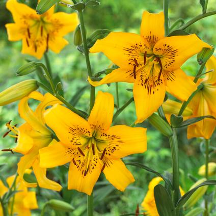 Lilium Tiger 'Yellow Bruse' (Ships in Spring) 