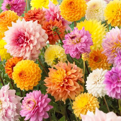 Dahlia Blend 'Sunny Pastel Mix' (Ships in Spring) 