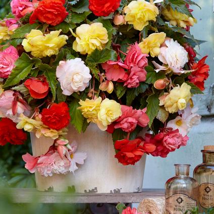 Begonia Odorata 'Mix' (Ships in Spring) 
