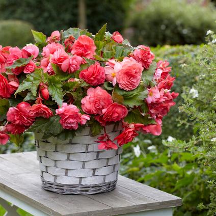 Begonia Odorata 'Pink Delight' (Ships in Spring) 