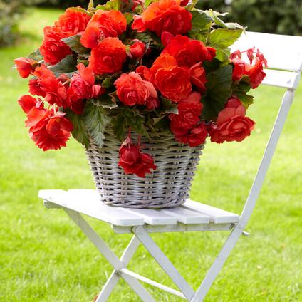 Begonia Odorata 'Red Glory' (Ships in Spring) 
