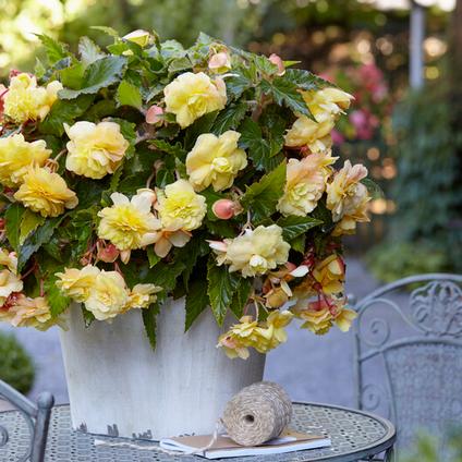 Begonia Odorata 'Sunny Dream' (Ships in Spring) 