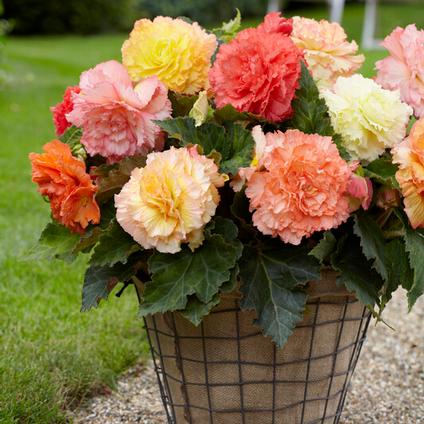 Begonia Samba 'Mix' (Ships in Spring) 
