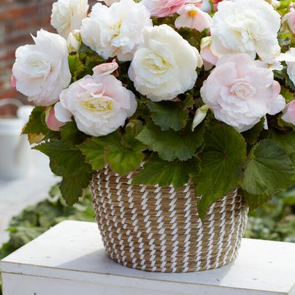 Begonia Superba 'White' (Ships in Spring) 
