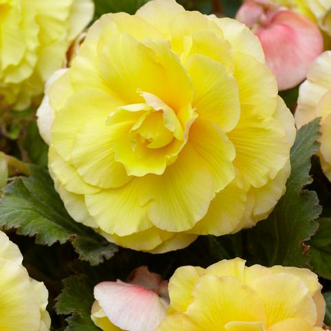 Begonia Superba 'Yellow' (Ships in Spring) 