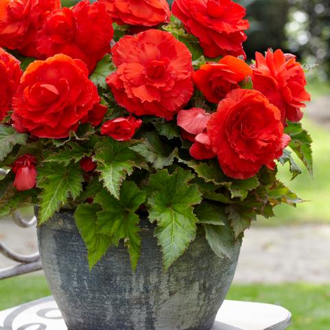 Begonia Superba 'Red' (Ships in Spring) 
