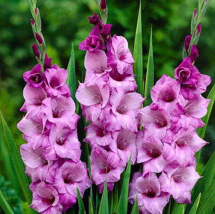 Gladiolus Large Flowering 'Alpha' (Ships in Spring) 