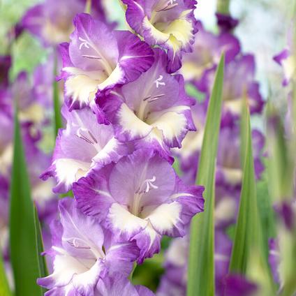 Gladiolus Large Flowering 'Anouk' (Ships in Spring) 