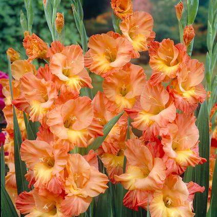 Gladiolus Large Flowering 'Conca d'Oro' (Ships in Spring) 