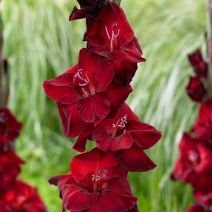 Gladiolus Large Flowering 'First Blood' (Ships in Spring) 