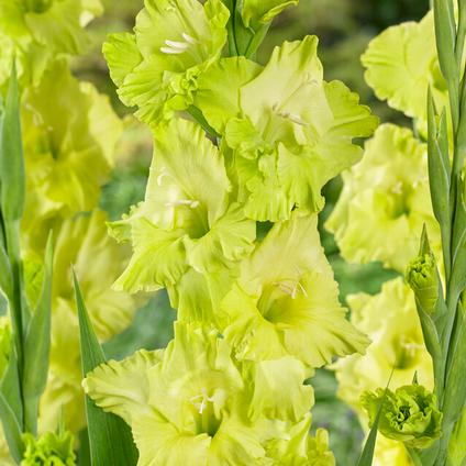 Gladiolus Large Flowering 'Green Star' (Ships in Spring) 