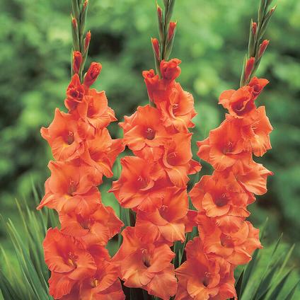 Gladiolus Large Flowering 'Pisa' (Ships in Spring) 
