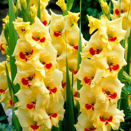 Gladiolus Large Flowering 'Platini' (Ships in Spring) 