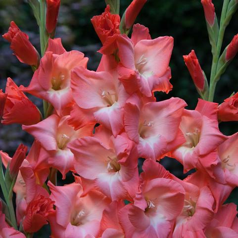 Gladiolus Large Flowering 'Sogno' (Ships in Spring) 