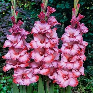 Gladiolus Large Flowering 'Ted's Trump' (Ships in Spring) 
