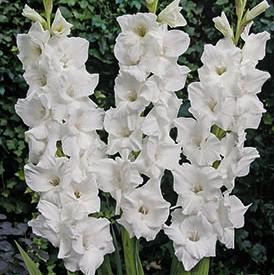Gladiolus Large Flowering 'Villa Blanca' (Ships in Spring) 