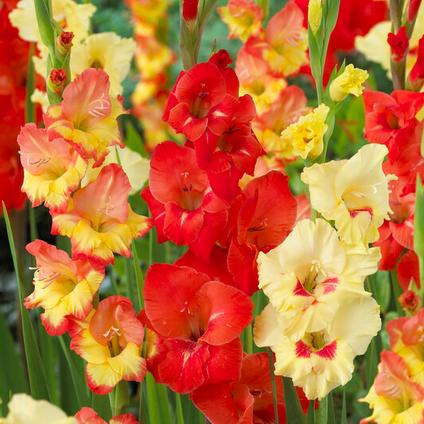Gladiolus Large Flowering 'Hot n' Spicy Mixture' (Ships in Spring) 