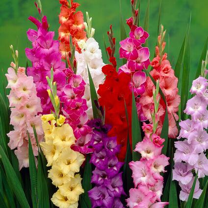 Gladiolus Large Flowering 'Rainbow Mixture' (Ships in Spring) 