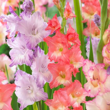 Gladiolus Large Flowering 'Peaches n' Cream Mixture' (Ships in Spring) 