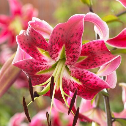 Lilium Martagon 'Miss Feya' (Ships in Spring) 