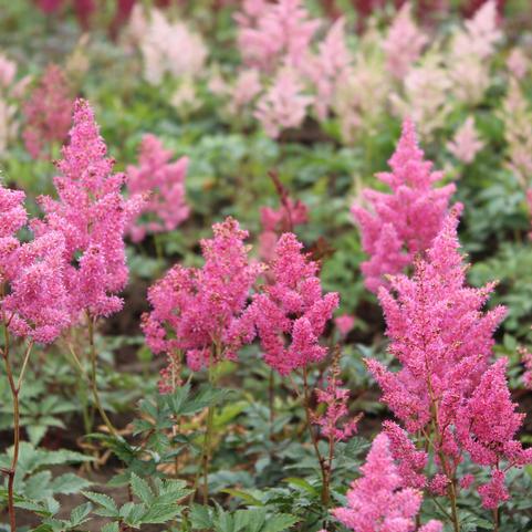 Astilbe Rhineland (Ships in Spring) 