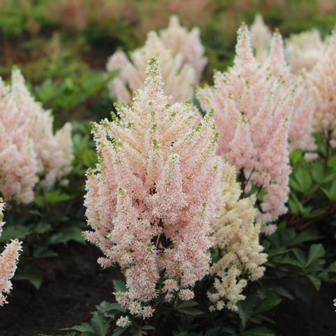 Astilbe Younique 'Salmon' (Ships in Spring) 