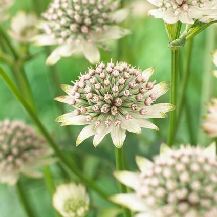 Astrantia major 'Star of Billions' (Ships in Spring) 