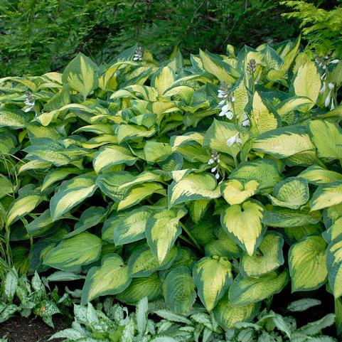 Hosta Paul's Glory (Ships in Spring) 