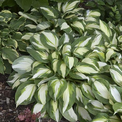 Hosta Vulcan (Ships in Spring) 