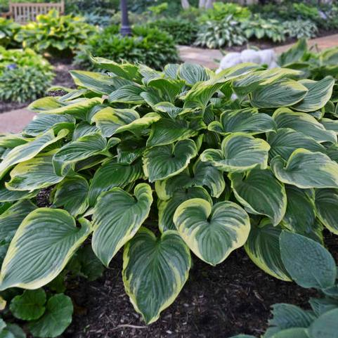 Hosta Victory (Ships in Spring) 
