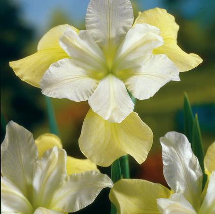 Iris siberica 'Butter & Sugar' (Ships in Spring) 