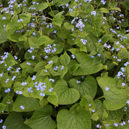 Brunnera Macrophylla (Ships in Spring) 