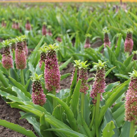 Eucomis Klein Apple Candy (Ships in Spring) 