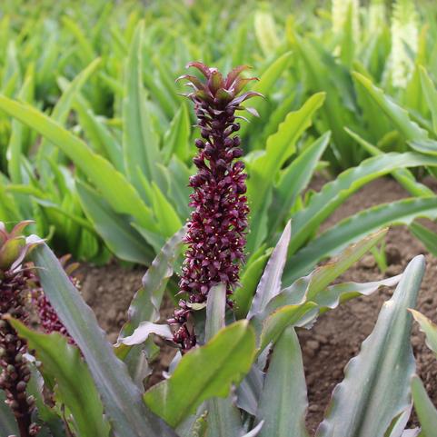 Eucomis Klein Chocolate (Ships in Spring) 
