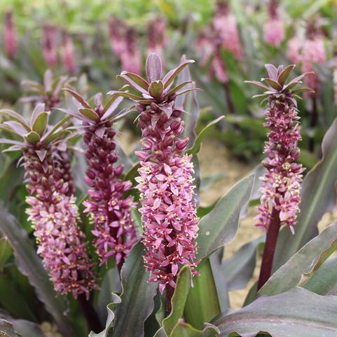 Eucomis Klein Maraschino Cherry (Ships in Spring) 