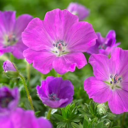 Geranium Max Frei (Ships in Spring) 