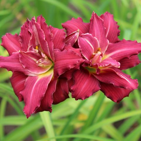 Hemerocallis 'Double Pardon Me' (Ships in Spring) 