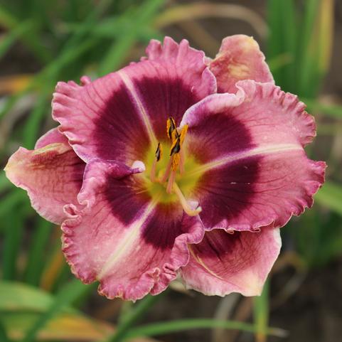 Hemerocallis Eyezone 'Mac Beth' (Ships in Spring) 