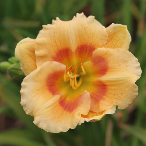 Hemerocallis Eyezone 'Playground (Ships in Spring) 