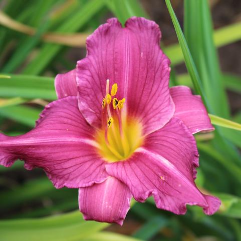 Hemerocallis Novelty 'Purple Passion' (Ships in Spring) 