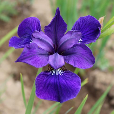 Iris Sibirica Marantha (Ships in Spring) 